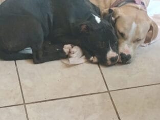 Mom is a blue nose pit and dad was a bullie