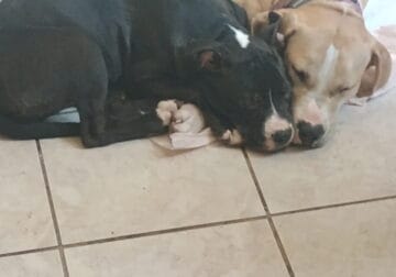 Mom is a blue nose pit and dad was a bullie