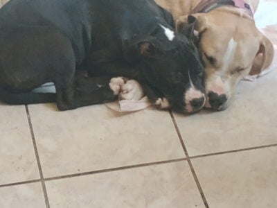 Mom is a blue nose pit and dad was a bullie