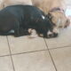 Mom is a blue nose pit and dad was a bullie