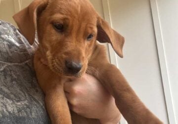 Lab mix pups 9wks