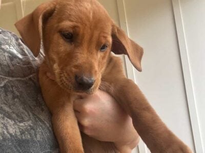 Lab mix pups 9wks
