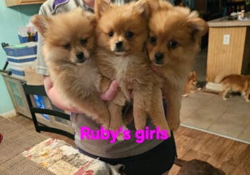 Pomchi puppies born 03/19/2025