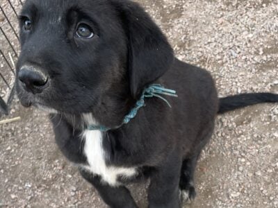 Rare black variant Anatolian shepherd puppies!