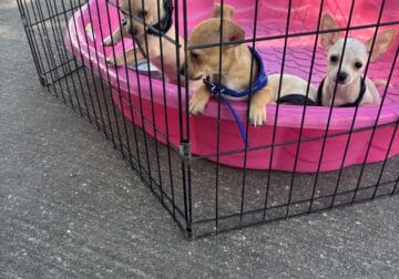 Tiny teacup chihuahua puppies