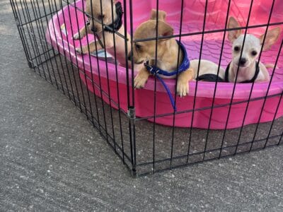 Tiny teacup chihuahua puppies
