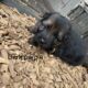 German shepherd puppies