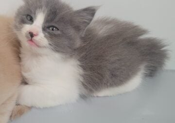 7week old kitten