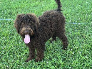 F1B Labradoodles