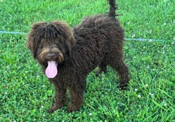 F1B Labradoodles
