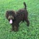 F1B Labradoodles