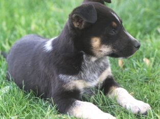 German Shepherd/Australian Shepherd Puppies