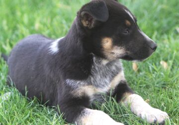 German Shepherd/Australian Shepherd Puppies