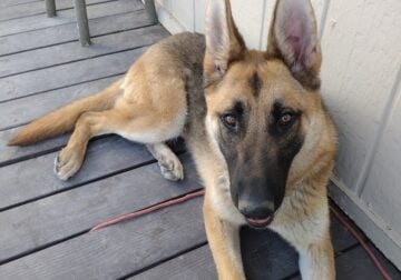 Rehoming 4 year old male German shepherd
