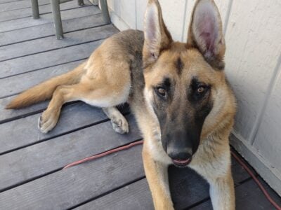 Rehoming 4 year old male German shepherd