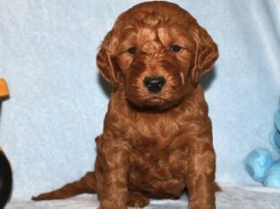 Adorable Mini Goldendoodle puppy