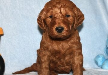 Adorable Mini Goldendoodle puppy