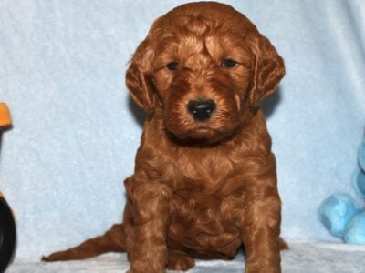 Adorable Mini Goldendoodle puppy
