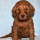 Adorable Mini Goldendoodle puppy