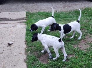 GSP/English Pointer Puppies for sale