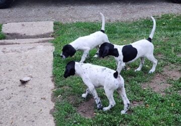 GSP/English Pointer Puppies for sale