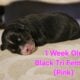 Australian Shepherd Puppies ASDR
