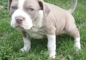 American bullies