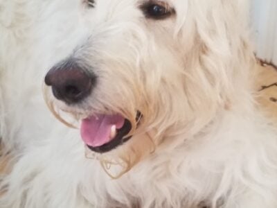 Gorgeous litter of F1b Goldendoodles