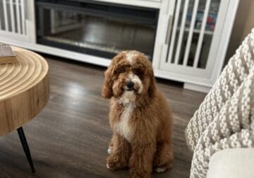 Cockapoo puppy