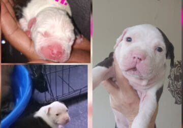 Female stratfordshire pittbull