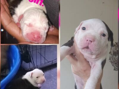Female stratfordshire pittbull