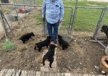 German Rottweiler Puppies, 3-Males 4-Females