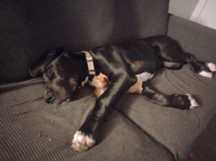5 month great dane