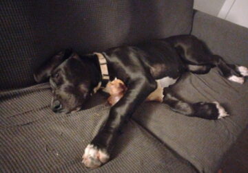 5 month great dane