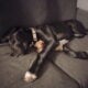 5 month great dane