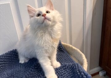 Beautiful female Maine coon kittens