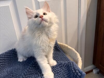 Beautiful female Maine coon kittens