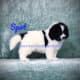 Spot at Bearheart Newfoundlands