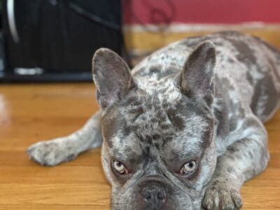 Merle Frenchie