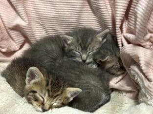 3-4 weeks old