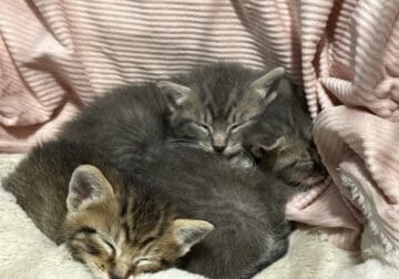 3-4 weeks old