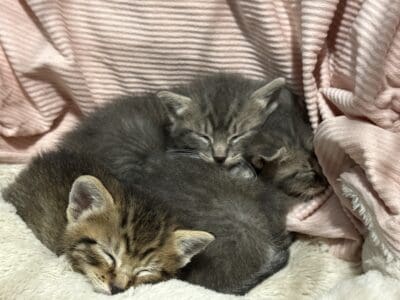 3-4 weeks old