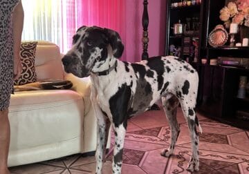AKC Great Dane male