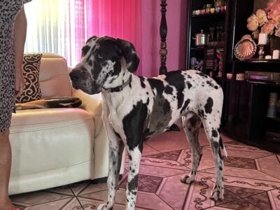 AKC Great Dane male