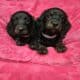 Long haired Dachshund Puppies