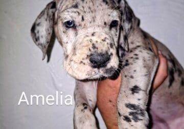 Great Dane Puppy