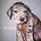 Great Dane Puppy