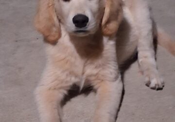 Male Golden Retriever Puppy 11 weeks