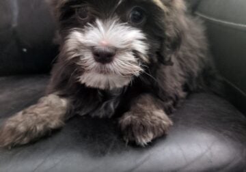Havanese Puppy