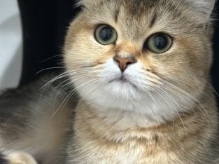 Gold Scottish straight kittens